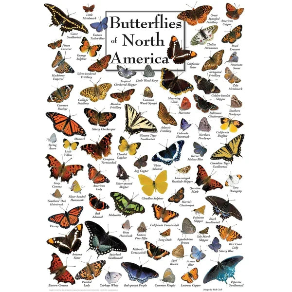 Butterflies of North America 1000pc Puzzle