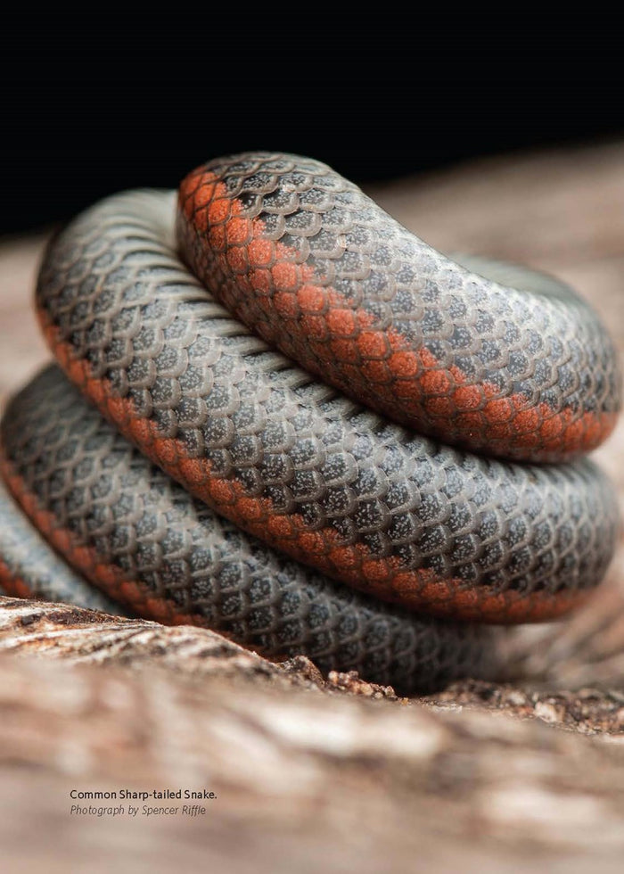 California Snakes and How to Find Them
