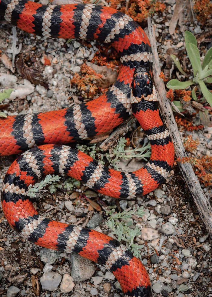 California Snakes and How to Find Them