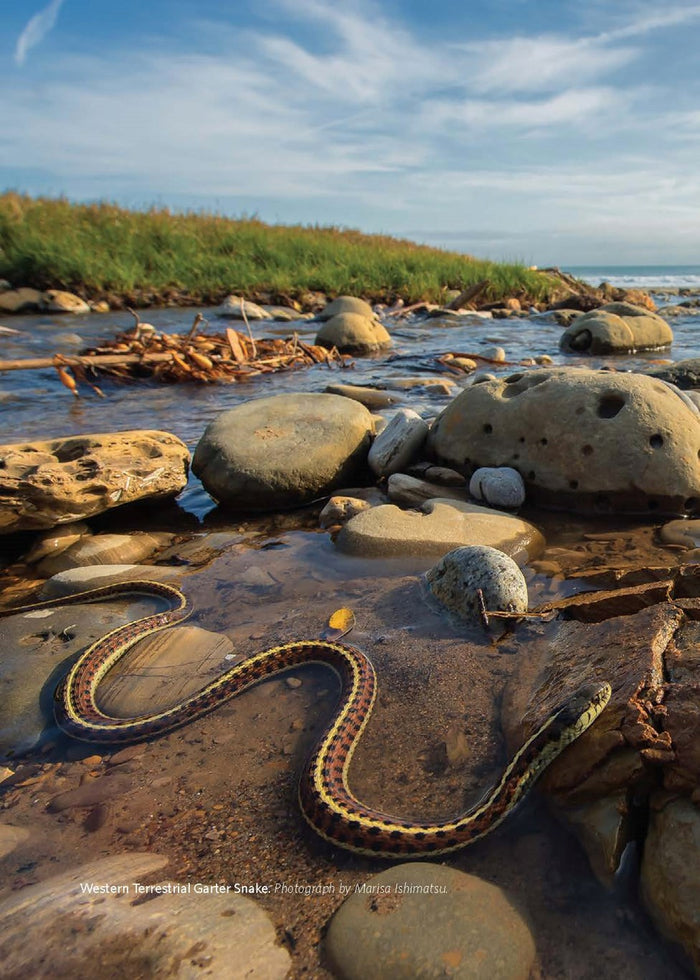 California Snakes and How to Find Them