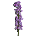 Decorative Orchid