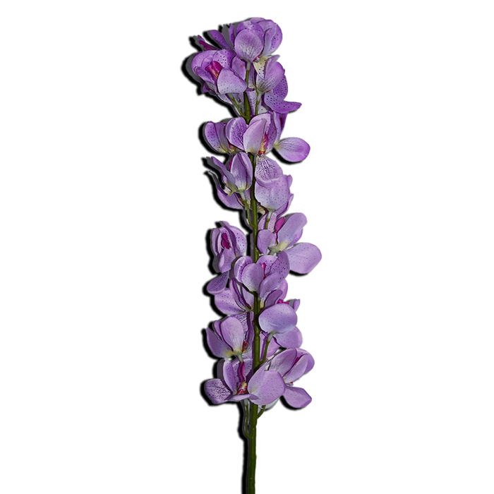 Decorative Orchid
