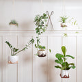 Keyaiira leather plant hammock set holding multiple potted houseplants on a white wall, featuring natural leather cradles and cotton rope hangers, modern minimalist indoor plant display