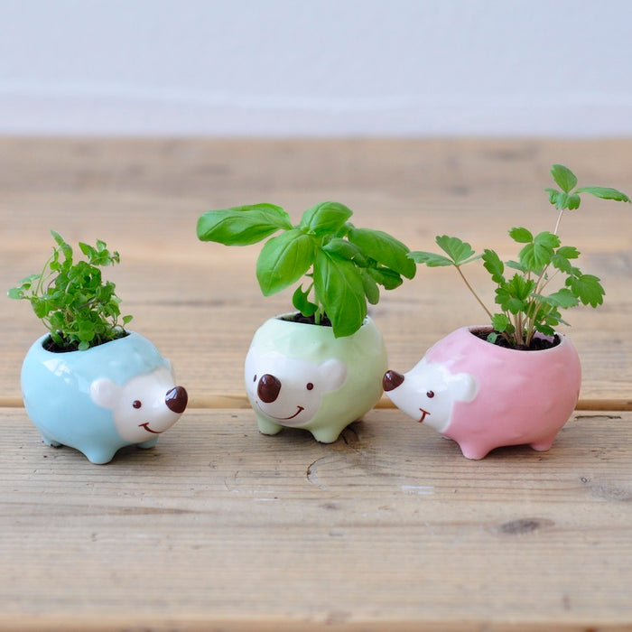 Hedgie Green