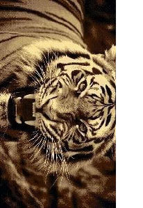5.5' x 8' / Tiger