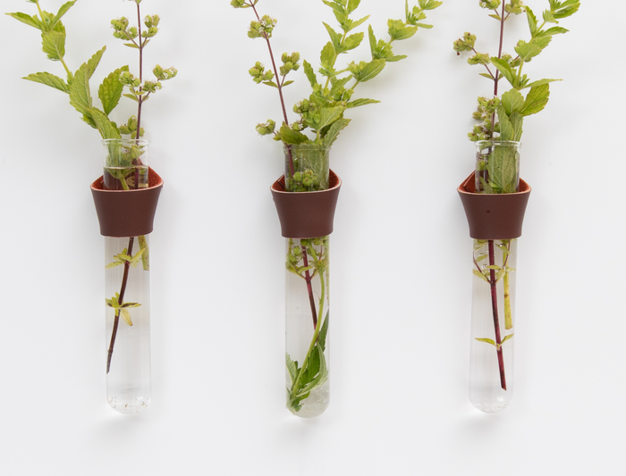 Keyaiira Leather Wall Propagation Station set of three handcrafted leather wraps holding glass tubes with green plant cuttings. Modern minimalist wall decor for indoor plant propagation.
