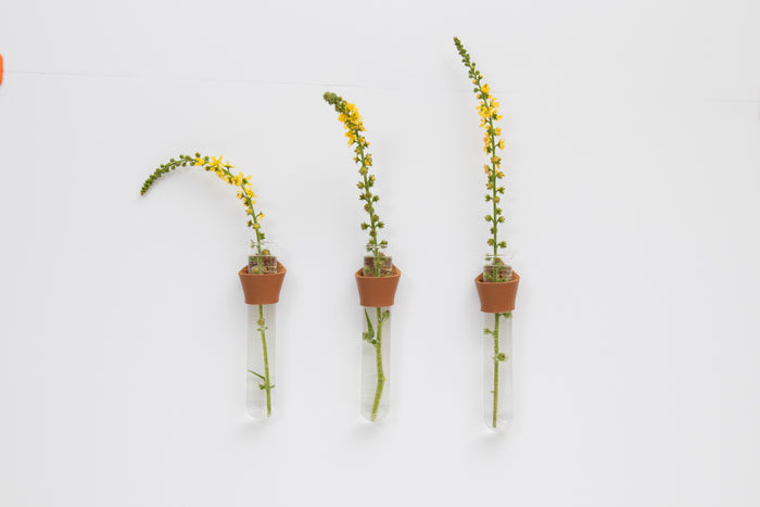 Leather Wall Propagation Tubes from Keyaiira. A set of three handcrafted leather holders with glass vases for plant cuttings. Minimal modern wall decor for plant lovers and propagation.