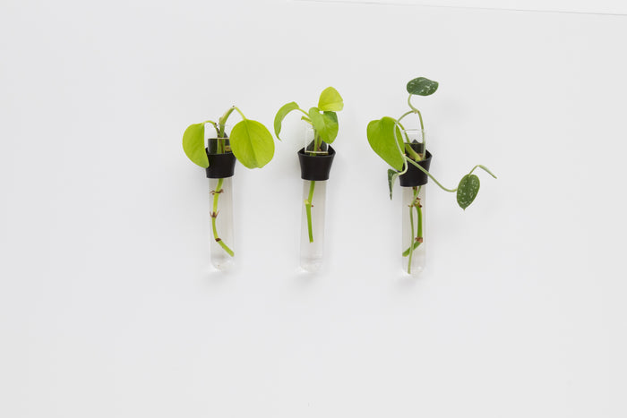 Keyaiira Leather Wall Propagation Station set of three. Shown against a white minimalist background handcrafted leather holders with glass tubes display green plant cuttings. Modern, clean wall decor for indoor plant propagation.