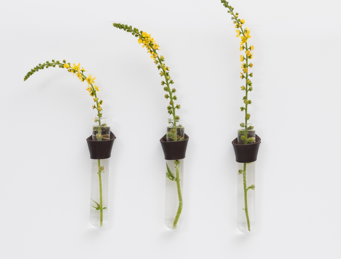 Set of three Keyaiira Leather Propagation Tubes in mahogany brown on a white minimalist background. Handcrafted leather wraps cradle glass tubes with green stems for a modern, natural wall decor look.