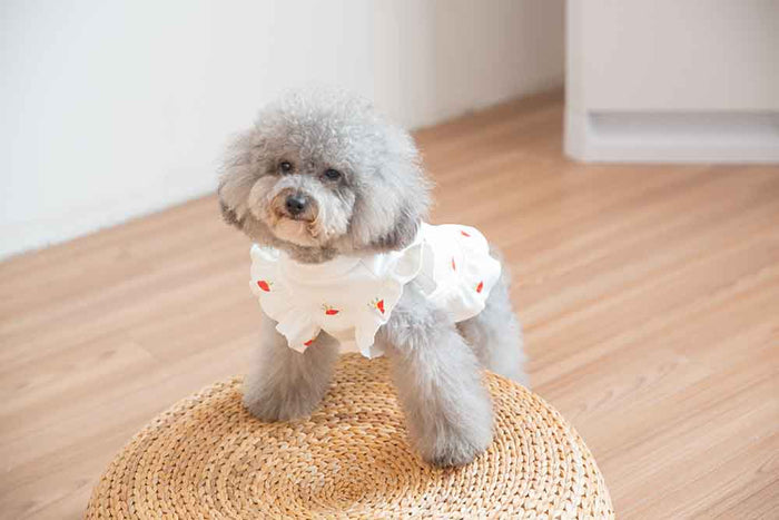 Nipsey Dog Crown Dress