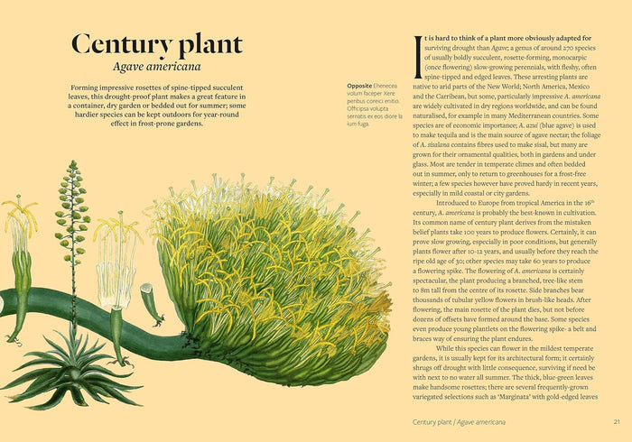 Parched: 50 Plants that Survive and Thrive in a Dry Garden