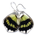 Siproeta Butterfly Earrings