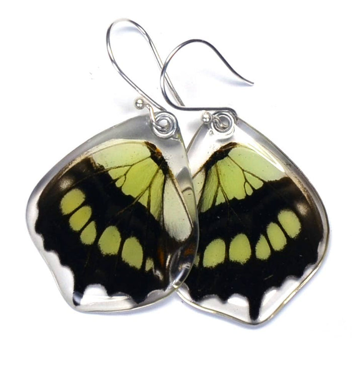 Siproeta Butterfly Earrings