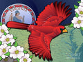 Virginia Cardinal in Flight with Dogwood Flowers - Art Print