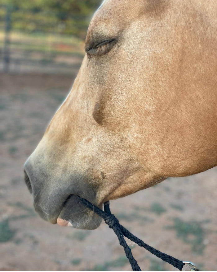 War bridle - Tiffanys Braided Tack LLC