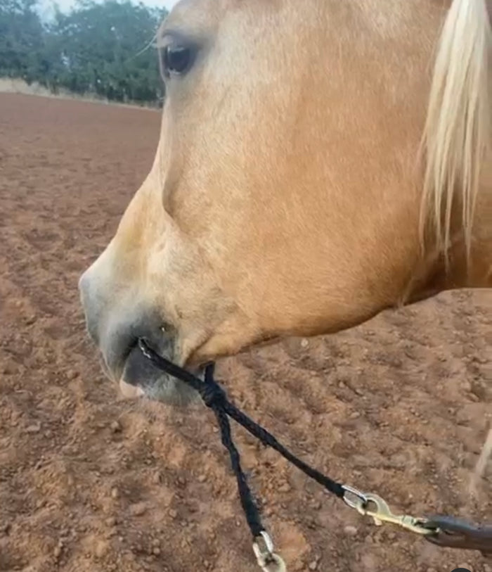 War bridle - Tiffanys Braided Tack LLC